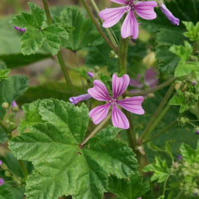 Malva silvestre — fotografía 3