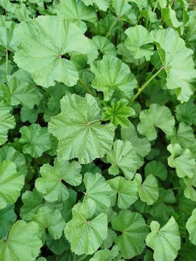 Malva silvestre