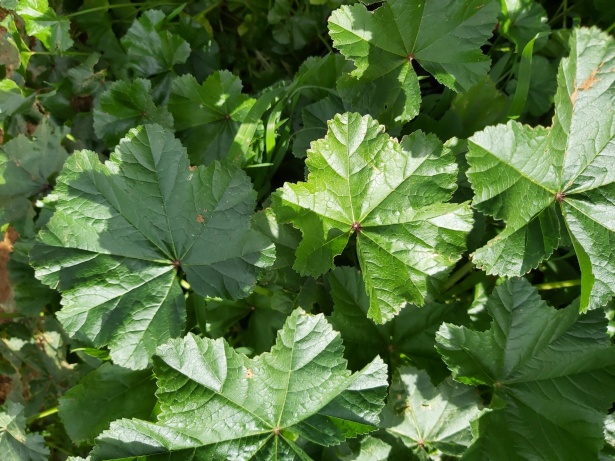 Malva silvestre — fotografía 2